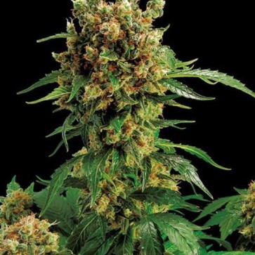 California Hash Plant Feminised Hemp Seeds